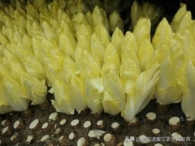 种植什么能年入十万以上？这几个项目很值得推荐，建议先收藏再看