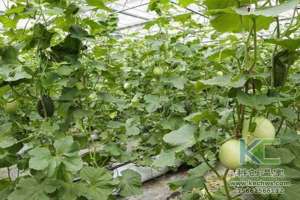 日光温室甜瓜种植技术(薄皮甜瓜早春日光温室无土栽培技术简单介绍)