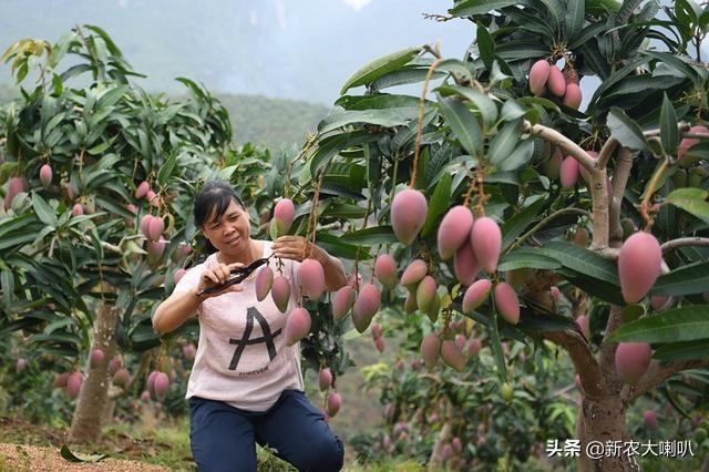 芒果要怎么种植管理