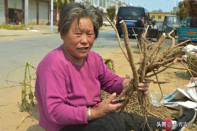 油用牡丹浑身是宝，曾被炒得火热，如今种植户无奈贱卖为哪般？