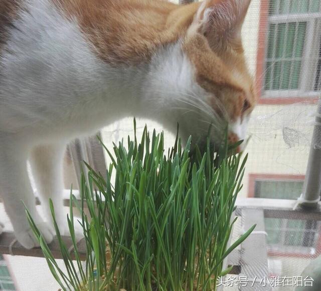 猫草怎么种？种了一盆，猫咪吃的好开心