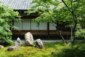 北方种植黄花梨(院子里有空地，就种“四大名贵树”，越大价值越高)