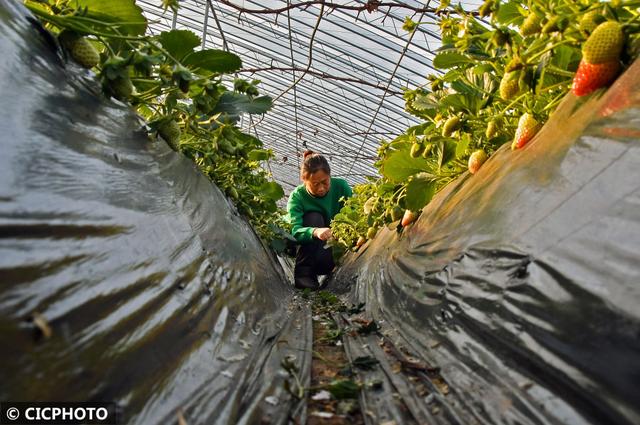 烟台果蔬种植新模式：错层生长 四季可采