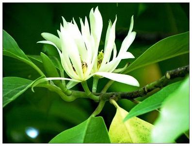 这样养护的“白玉兰”，枝繁叶茂，花色洁白，花香怡人