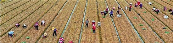 世界粮食日来了 记者走进浙江水稻主产区台州一探究竟