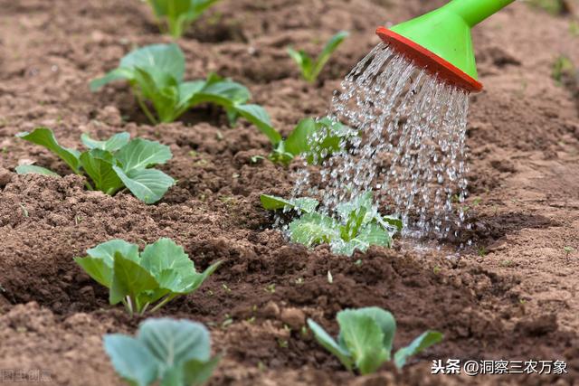 农民在这个季节种什么菜合适？南北方有差异也有相同，种啥看这里