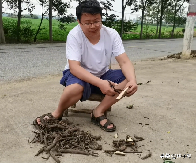 俄罗斯饲料菜亲自种植经历！看我是怎么种的？怎么才能产量达30吨