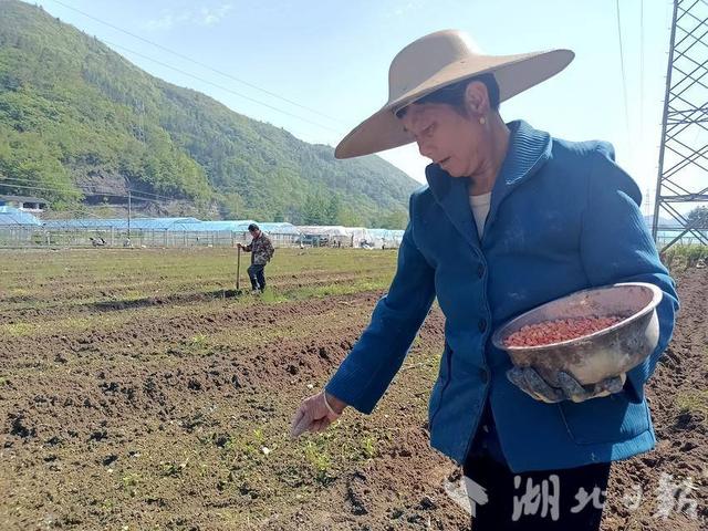 鹤峰全力推广玉豆复合种植模式 助力百姓“一季双收”