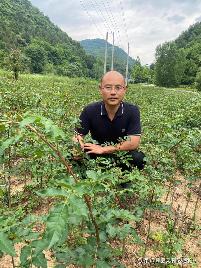 陕西无刺花椒张涛分享：花椒育苗方法、经验，干货十足、出苗满满