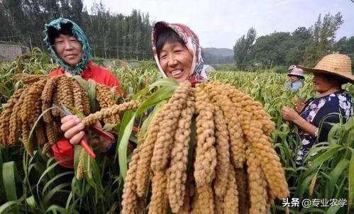 高粱种植技术，种植时需要注意的事情，一起来看看吧