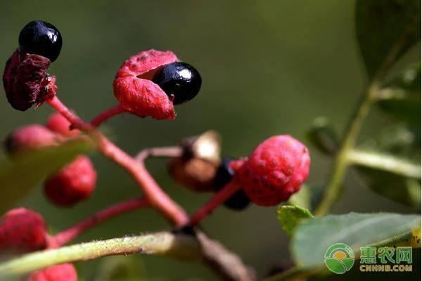 花椒树如何扦插？有哪些种植技巧？