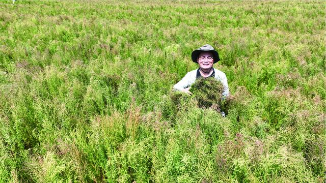 驱“盐”化“碱”，中国治理盐碱地原来有这么多“黑科技”