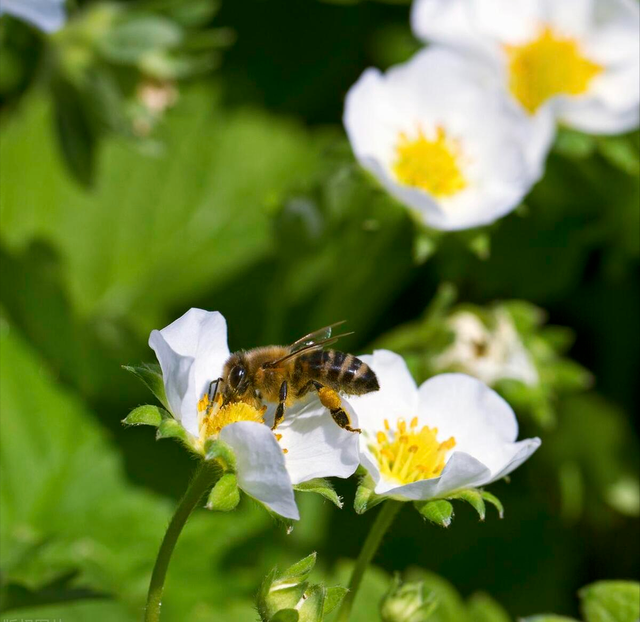 现代农业研究：大棚草莓—芹菜—小白菜高效栽培技术