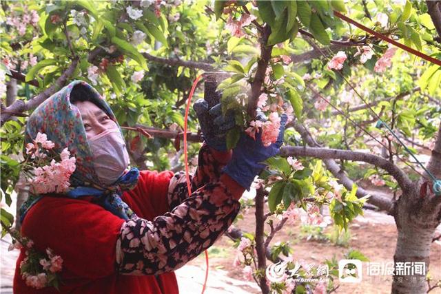 烟台福山：满树红果俏枝头，中国大樱桃之乡等你来品尝