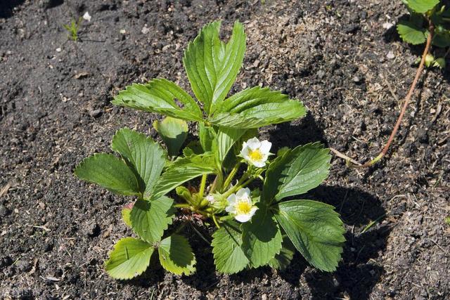 现代农业研究：大棚草莓—芹菜—小白菜高效栽培技术