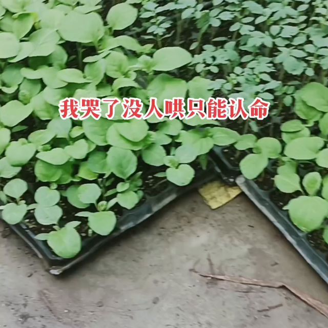 记录我的种植生活  优质种苗 绿油油的一片绿 一份耕耘...