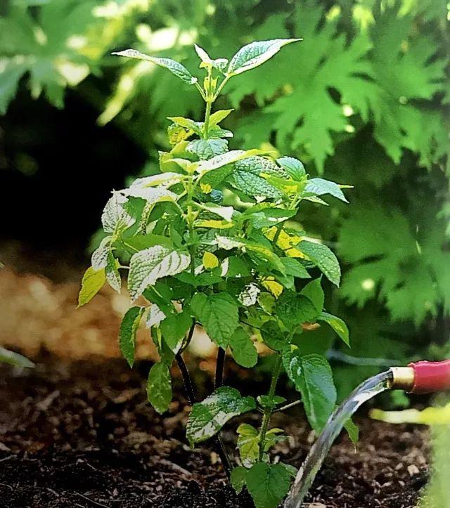 9张图就能看懂树苗移植方法全过程