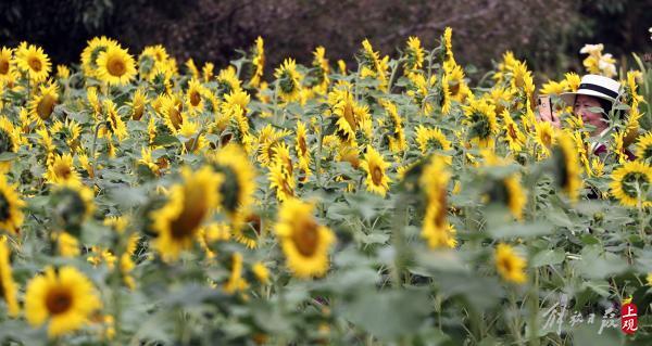 花开海上，40万株地肤进入最佳观赏期