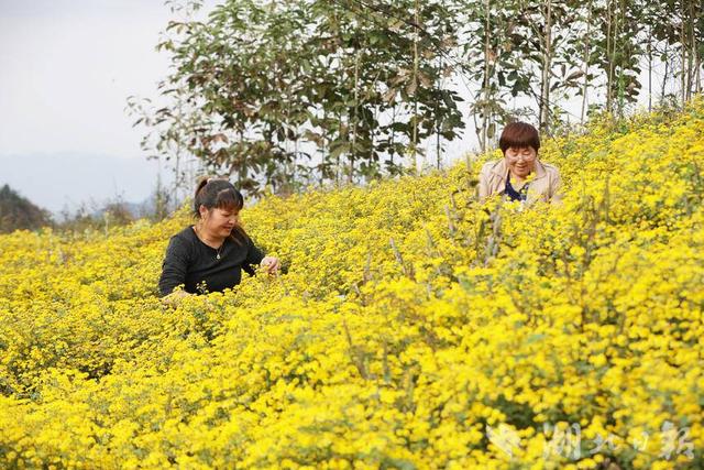 巴东绿葱坡：神农香菊采收忙