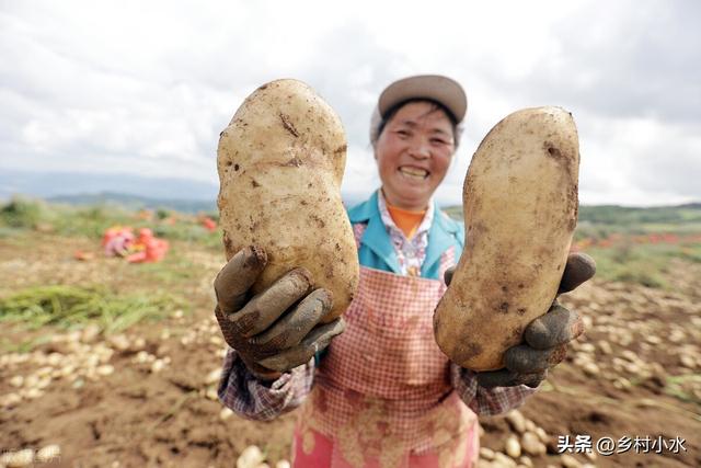 种植马铃薯和红薯，严格做好“3点”，薯块个大、产量高