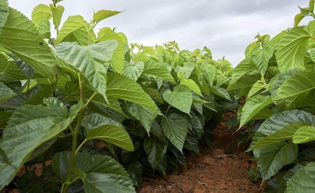 种植桑树，夏季管理很重要，掌握6点关键技术，助桑农增产又增收