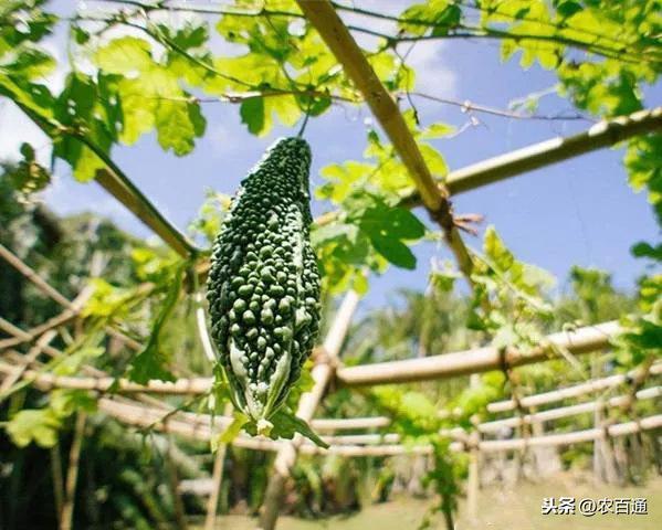 苦瓜反季节高产高效栽培技术