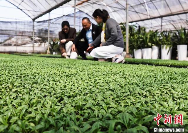 红土地上振兴路：南昌扬子洲头小花卉绽放“美丽经济”