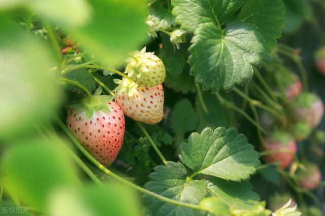 现代农业研究：大棚草莓—芹菜—小白菜高效栽培技术