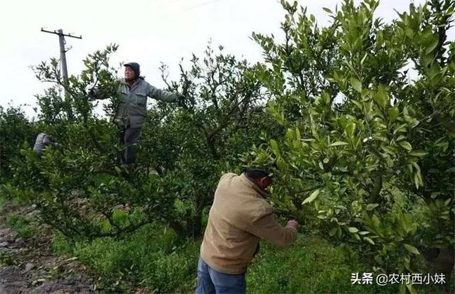 柑橘幼树怎么修剪