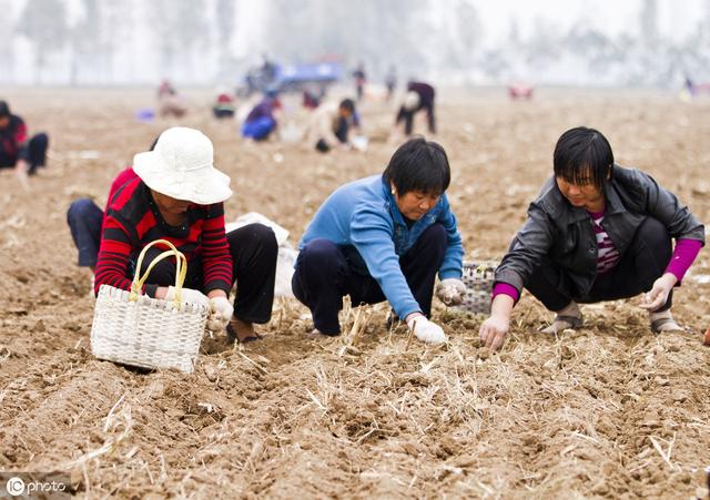 种植大蒜，深一点好还是浅一点好？听听高级农艺师怎么说