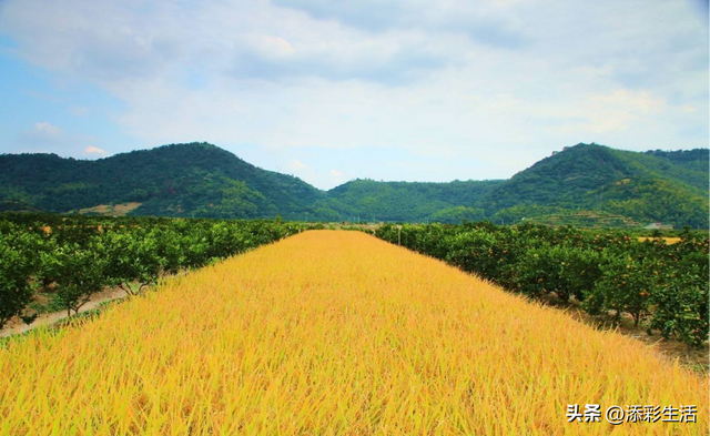 高考地理中的六种农作物种植方式总结（收藏）