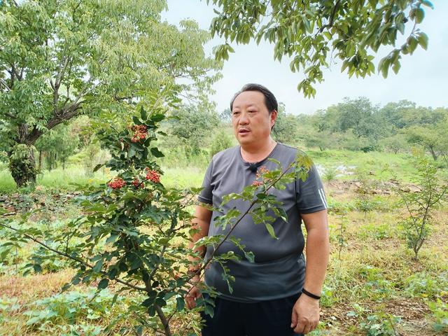 兰陵县鸿雁人才说技术｜无刺花椒栽培管理技术