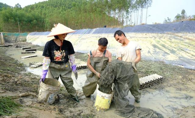 武鸣区稻田里“种”出澳洲淡水蓝龙虾 “稻虾共养”走出生态致富路