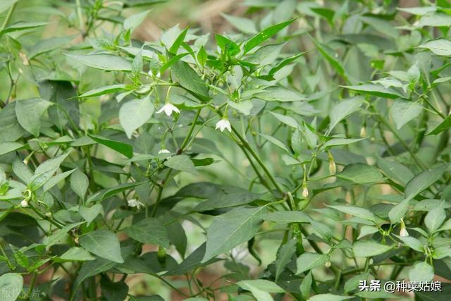 种植辣椒，有没有什么小窍门，能够让辣椒结的多，植株长得好？