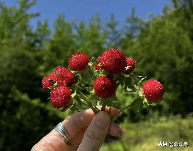 盆栽龙吐珠3种“毁颜”病害，巧妙矫正，红珠吐完一颗又一颗