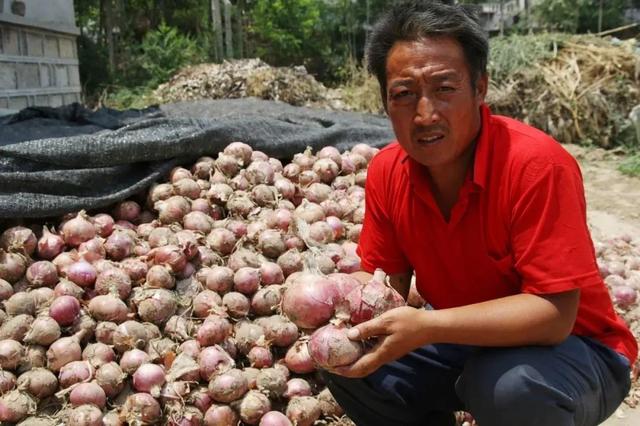 200万蔬菜基地1万甩卖都没人要，种植大户狂喊救命