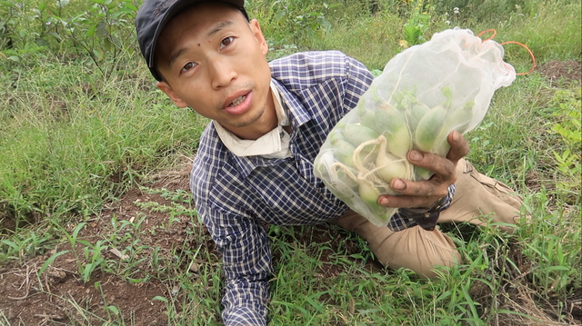 萝卜，真的很好种！播种的萝卜长大了，疏苗移栽～还能采收一些