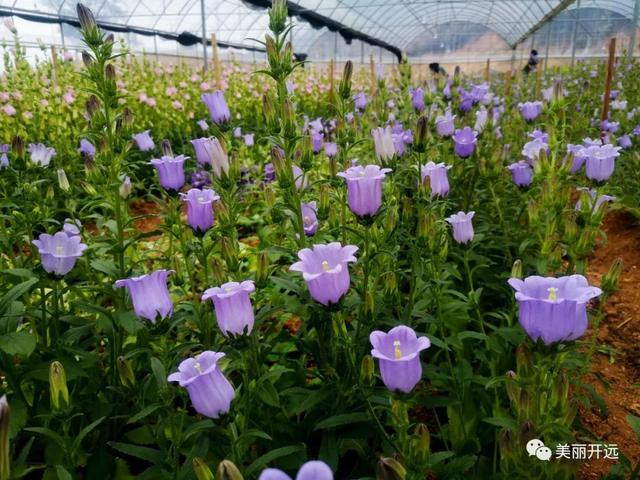 石竹梅+大飞燕……开远这里成了“花花世界”！