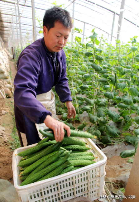 秋茬茄果蔬菜初果期巧管理，苗棵壮、结果多、膨果快、产量高