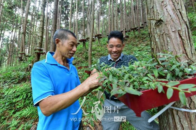 江西全南：林下种植铁皮石斛 助推脱贫攻坚