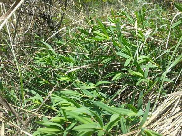 山中1野草人称“山麻楂”，包饺子比“荠菜”好吃，遇见别错过