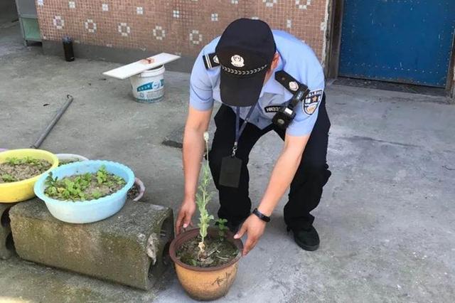 在海宁出现，这种漂亮的花十分危险！看到火速举报