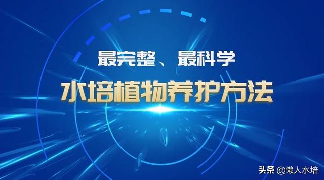 水培养护篇：最完整、科学的水培植物养护方法，值得您收藏