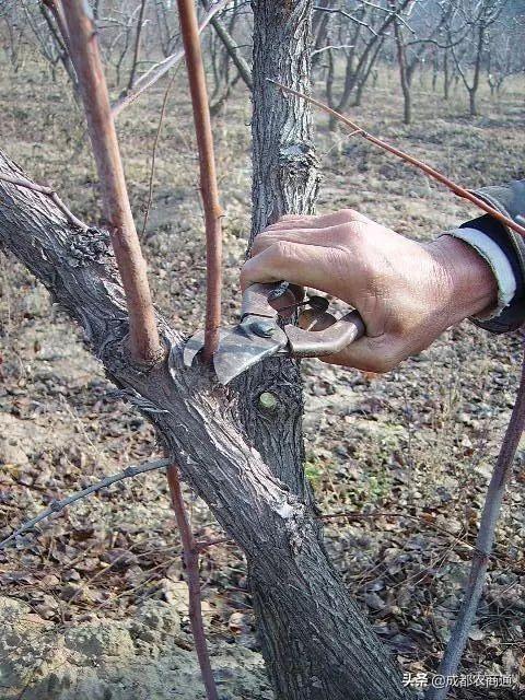 红枣的种植方法和管理技巧！