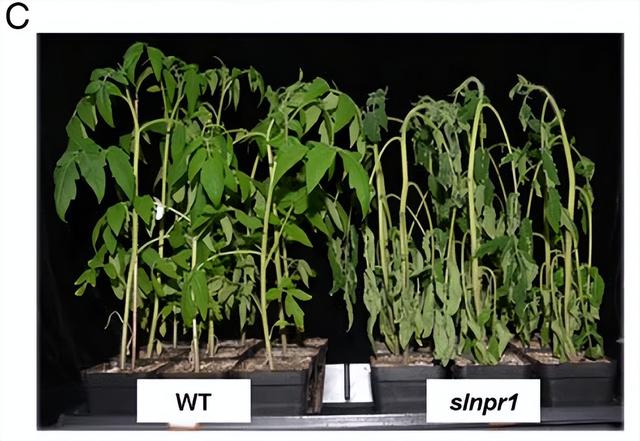 降低番茄植株耐旱性，NPR1的非表达因子，植物防御对病原体的反应