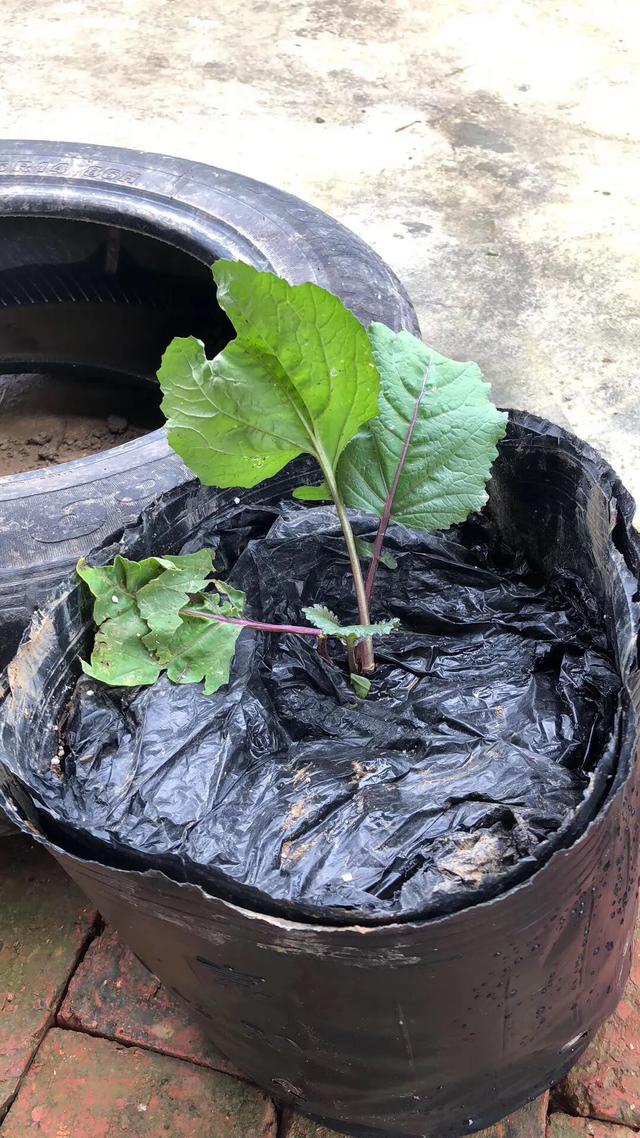 红油菜苔种植技术分享