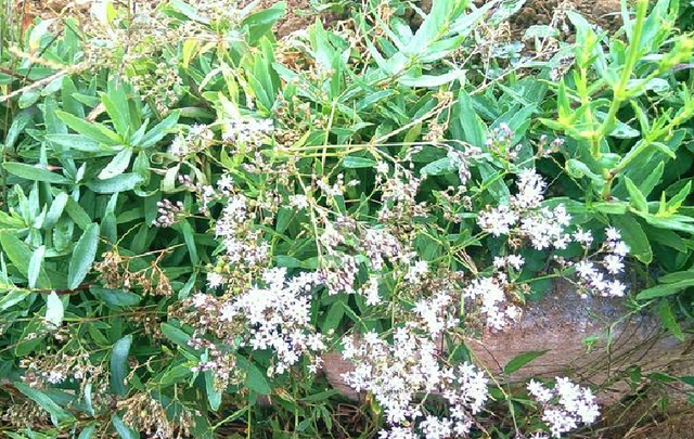 山中1野草人称“山麻楂”，包饺子比“荠菜”好吃，遇见别错过