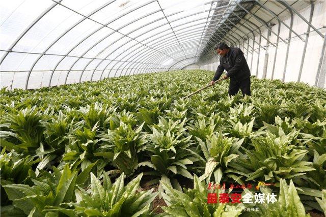 新泰莴苣做进“首都”年夜饭 大棚蔬菜远销欧美