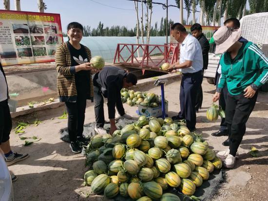 伽师瓜成熟采摘忙 致富增收产业旺