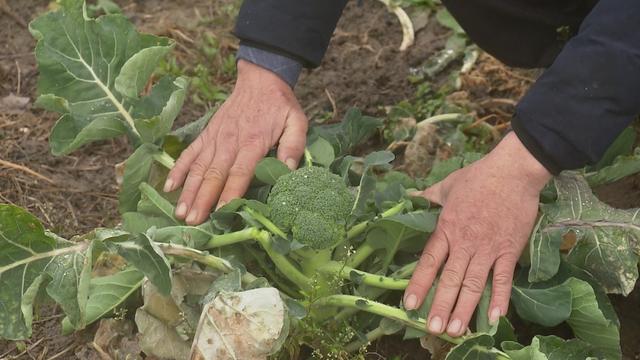 寒潮来袭，金山各种植合作社做好果蔬御寒保供